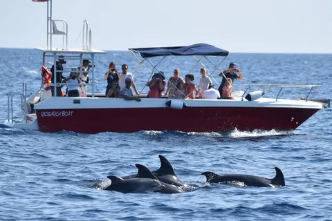 Alghero: Dolphin Watching Tour with Marine Biologists